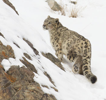 snow leopard